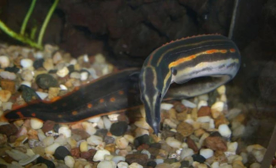 Mastacembelus erthrotaenia Fire Eel