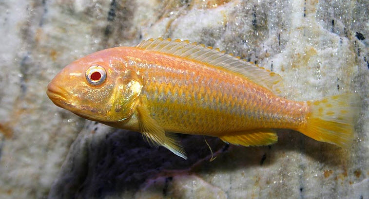 Melanochromis auratus albino