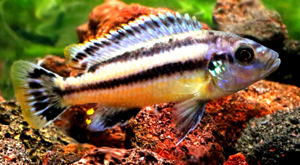 Melanochromis chipokae