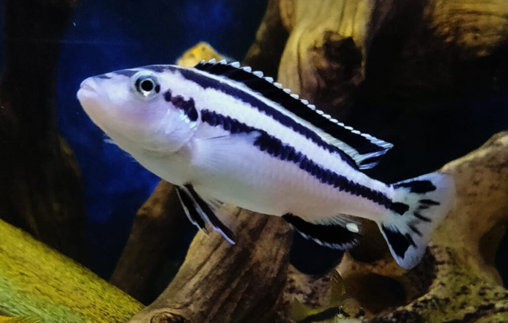 Melanochromis johannii