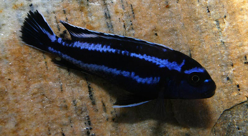 Melanochromis maingano