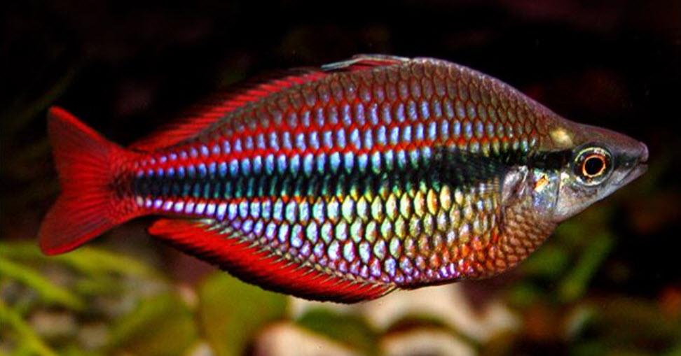 Melanotaenia trifasciata Goyder River Rainbowfish