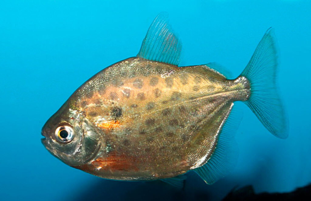 Metynnis maculatus