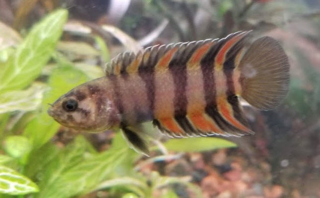 Microctenopoma ansorgii ornate climbing perch