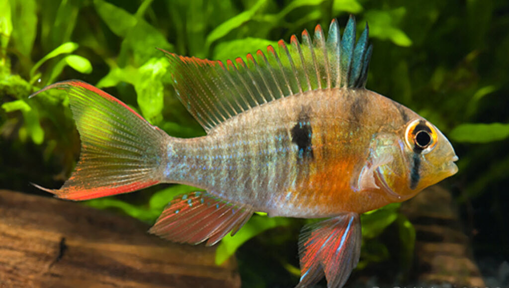 Mikrogeophagus altispinosus Bolivian Ram