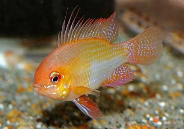 Mikrogeophagus ramirezi Gold Ram