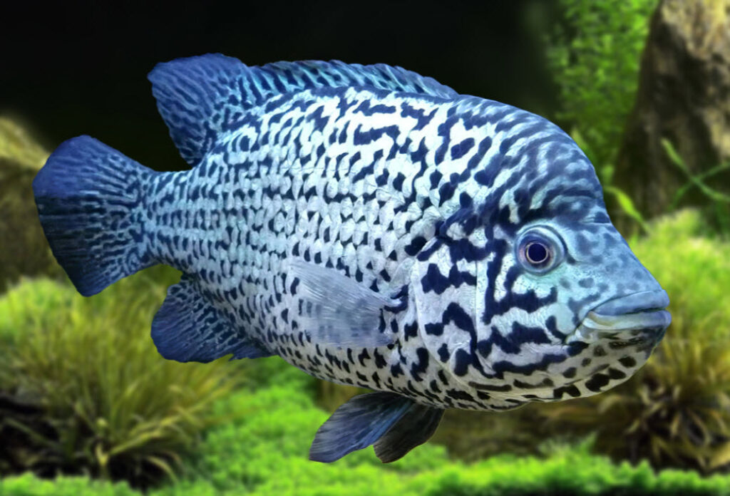 Nandopsis tetracanthus Cubaanse Cichlide