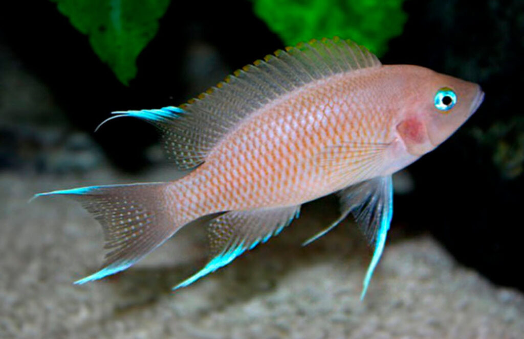 Neolamprologus marunguensis