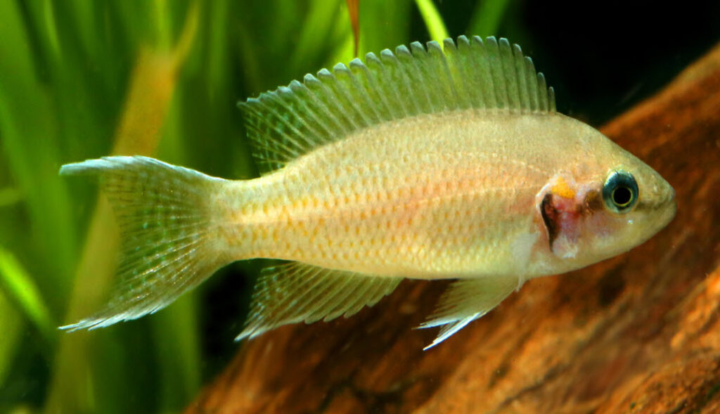 Neolamprologus pulcher Brichardi