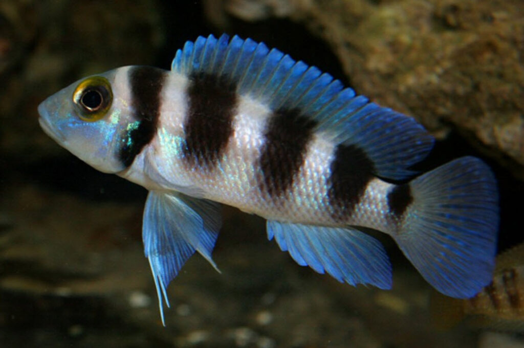 Neolamprologus tretocephalus