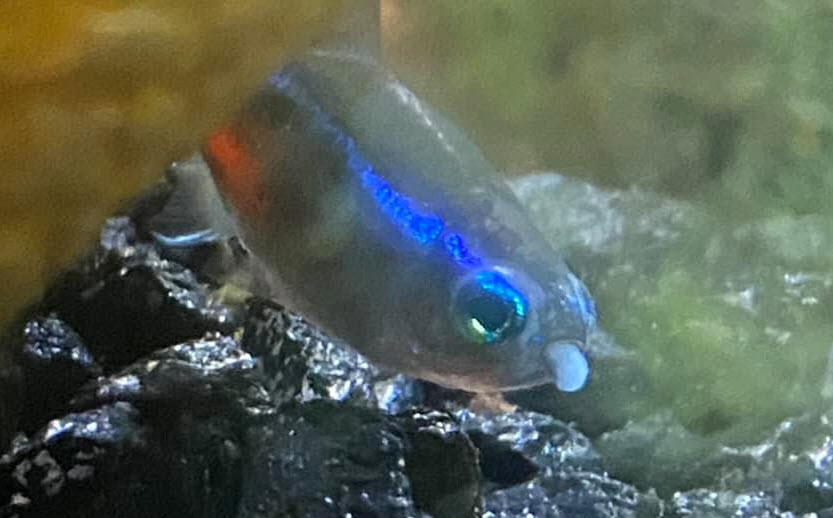 Neon Tetra Disease