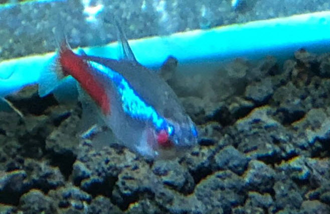 Neon Tetra Disease