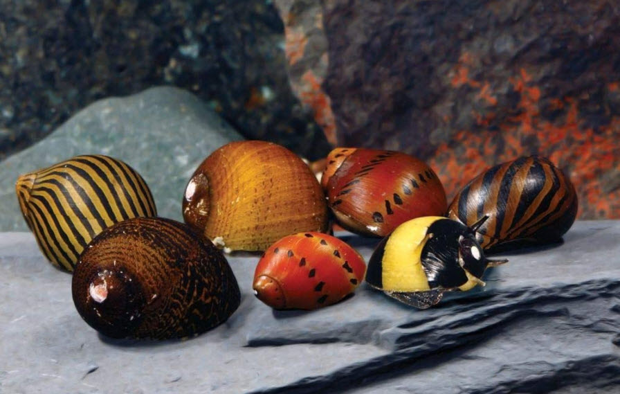 Nerite Snails