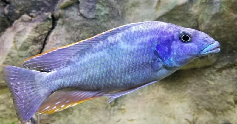 Nimbochromis lini