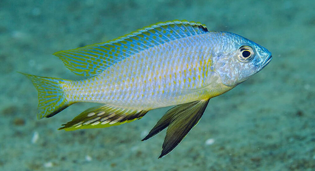 Nyassachromis microcephalus