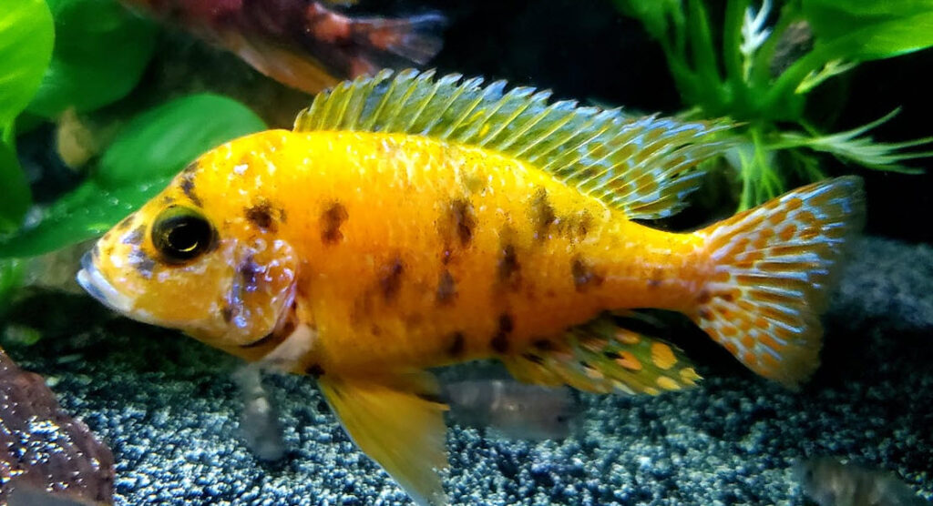 OB Aulonocara