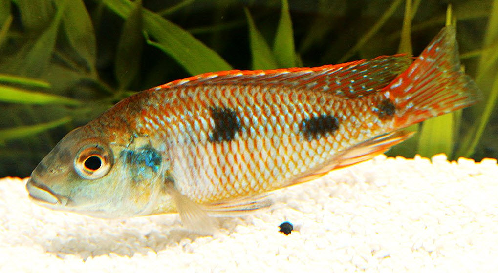 Otopharynx tetrastigma