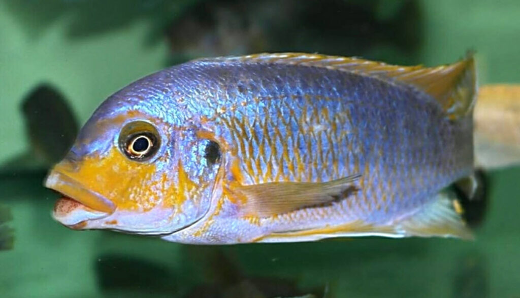 Petrotilapia retrognthus Chizumulu