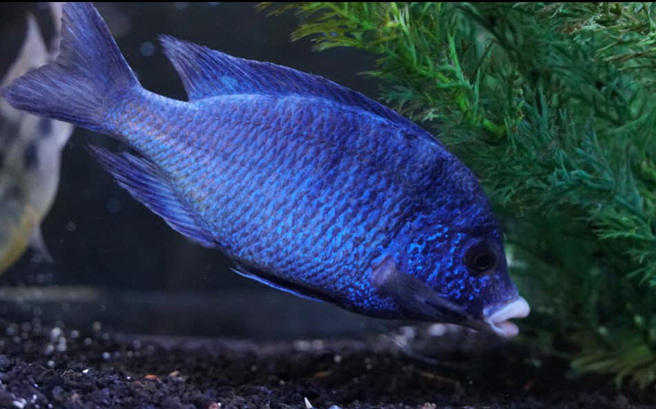 Placidochromis Phenochilus Mdoka White Lips