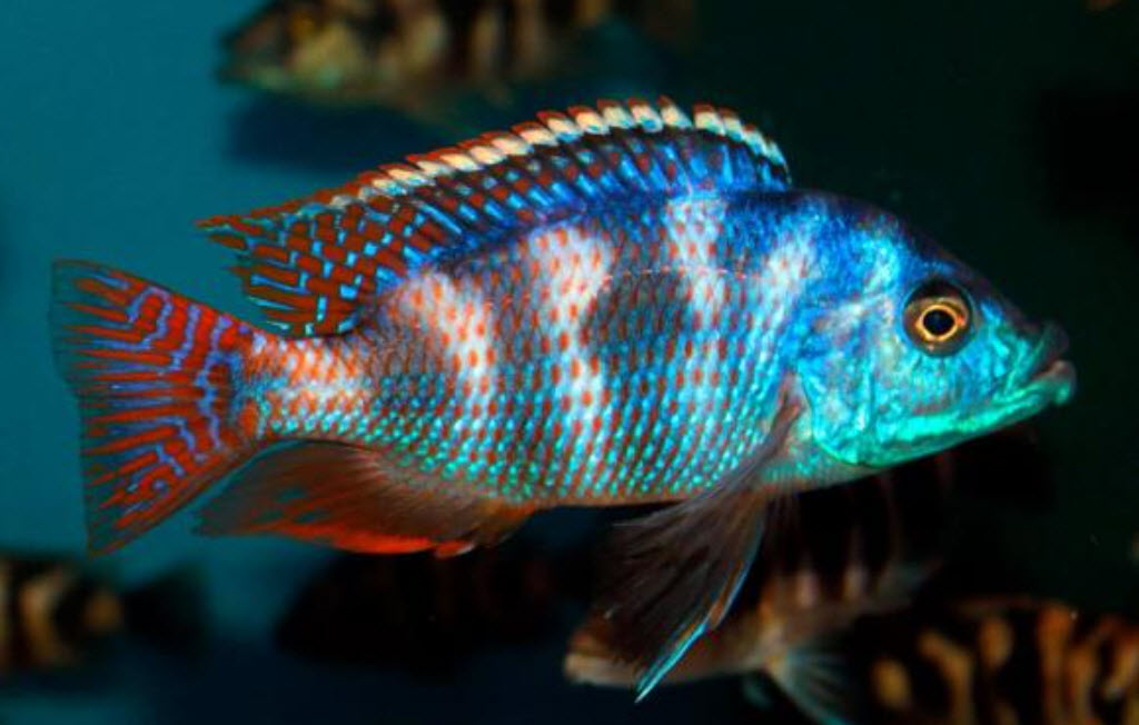 Placidochromis milomo Super VC10