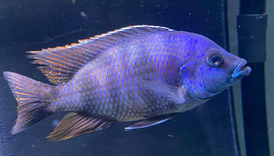 Placidochromis milomo Super VC10
