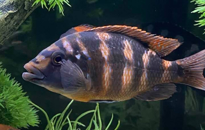 Placidochromis milomo VC-10