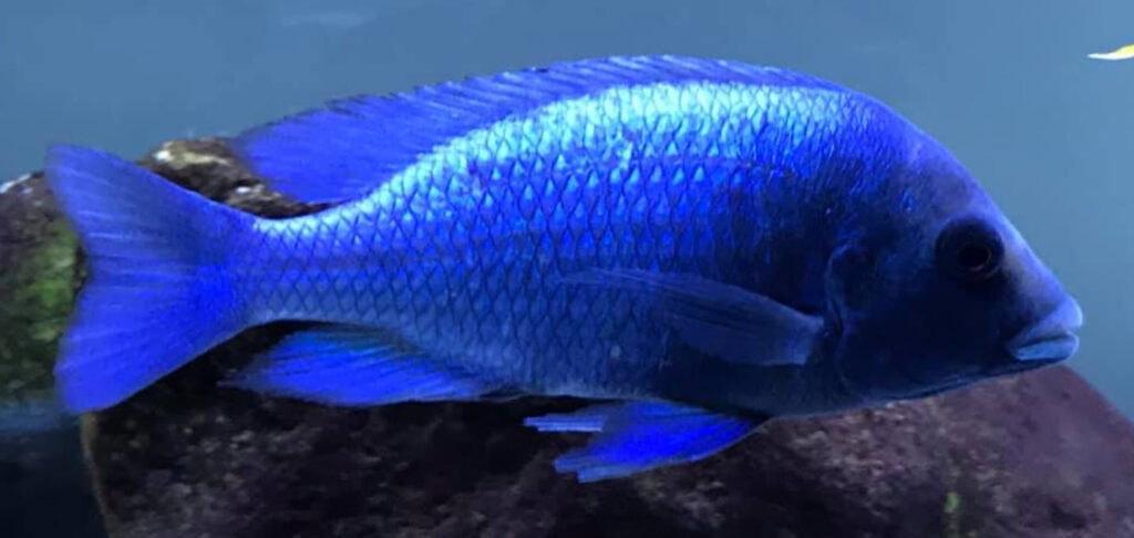 Placidochromis phenochilous Gissel