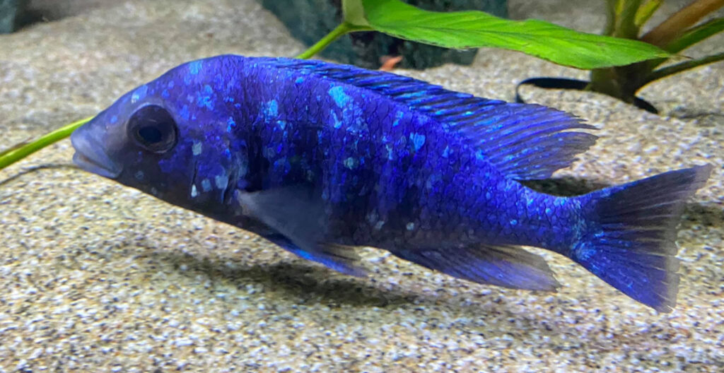 Placidochromis phenochilus