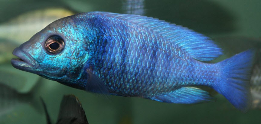 Placidochromis fenochilus Gissel