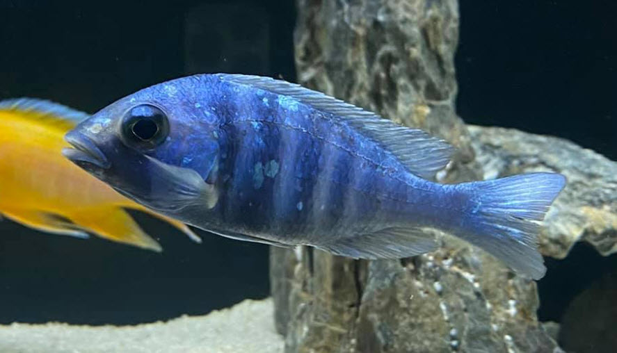 Placidochromis sp. Phenochilus Tanzania