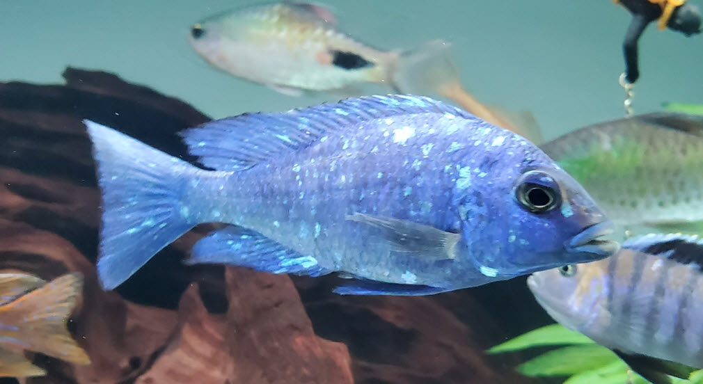 Placidochromis sp. Phenochilus Tanzania