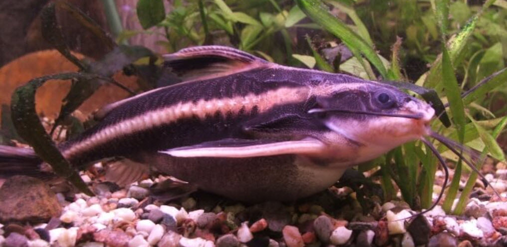 Platydoras armatulus Raphael Catfish