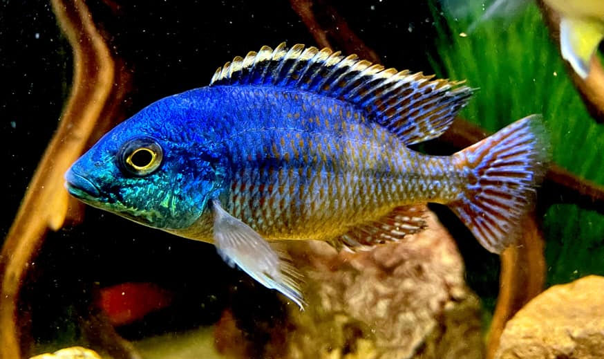 Protomelas taeniolatius Red Empress