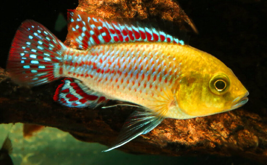 Pseudocrenilabrus nicholsi