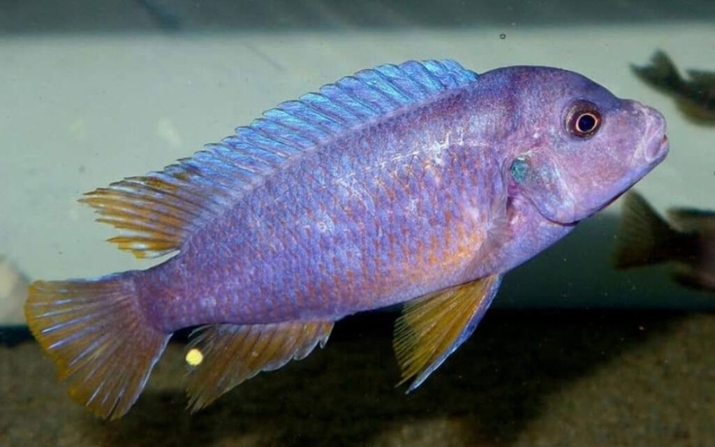 Pseudotropheus agressief Chizimulu