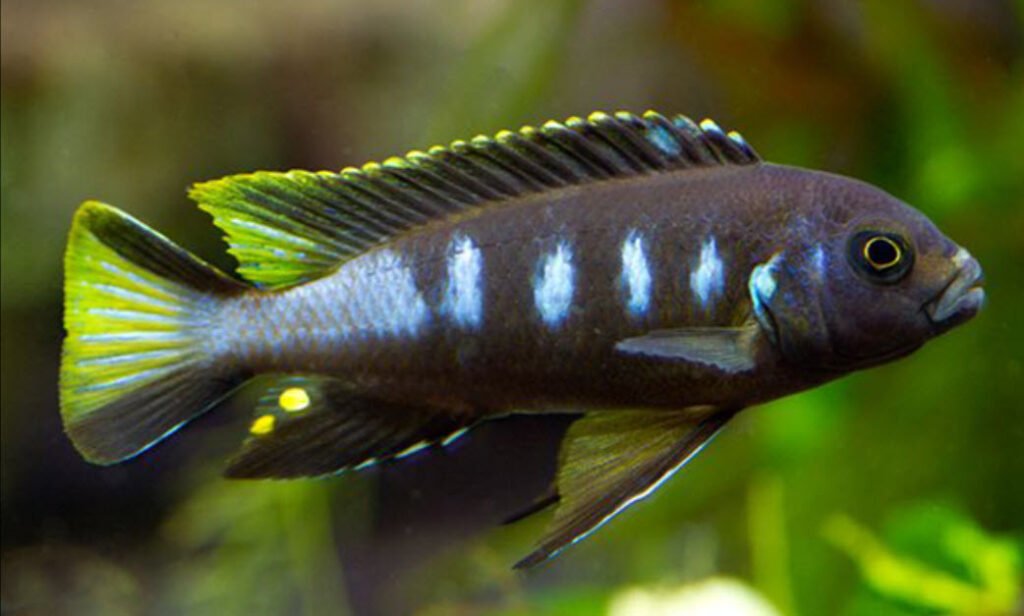 Pseudotropheus elongatus Chindongo