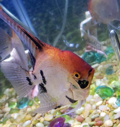 Pterophyllum scalare Red Shouldered Angelfish