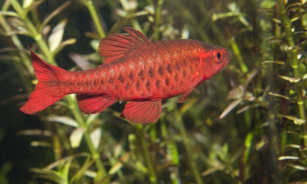 Puntius titteya Cherry Barb