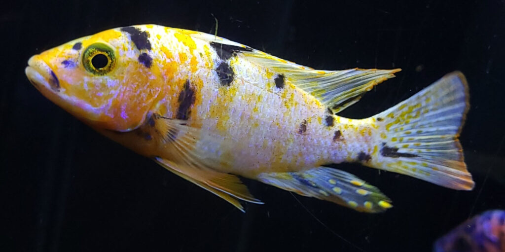 Sciaenochromis fryeri OB