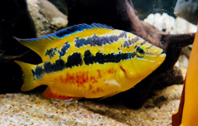 Trichromis salvini Salvin’s Cichlid