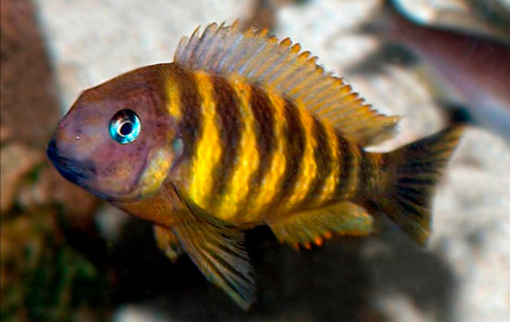 Tropheus brichardi Kipili