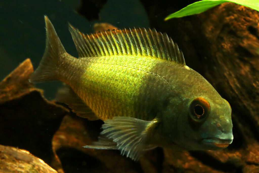Tropheus moorii cf. Ikola