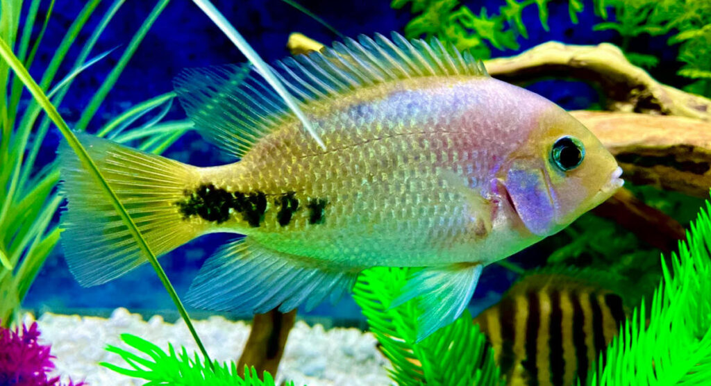 Veija synspylum Red Faced Cichlid