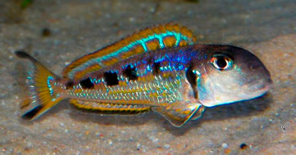 Xenotilapia ochrogenys Ndole