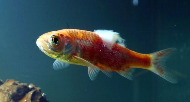 Saprolegnia or "Fungus" on a fish