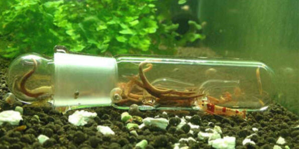planaria trap with leeches inside