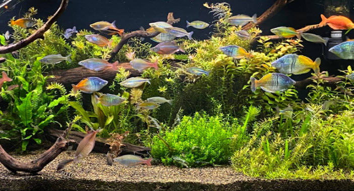 Aquarium with heavy stocking and plants