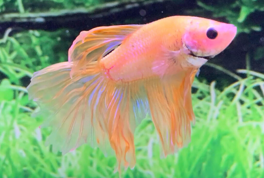 Betta