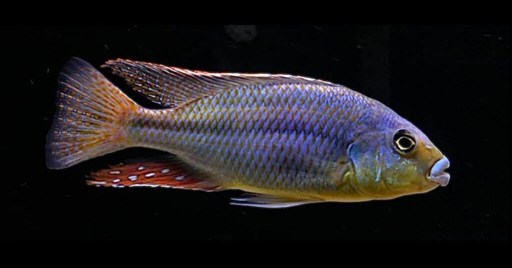 Cheilochromis euchilus