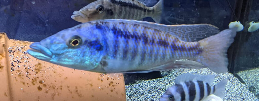 Lichnochromis acuticeps